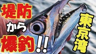 タチウオテンヤ仕掛けでの釣り方